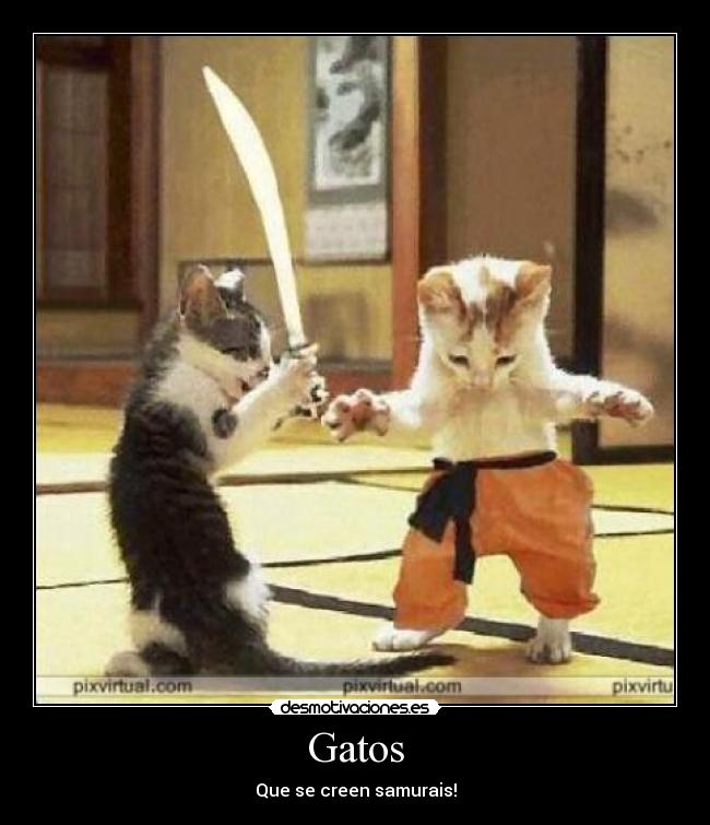 carteles gatos gatos desmotivaciones