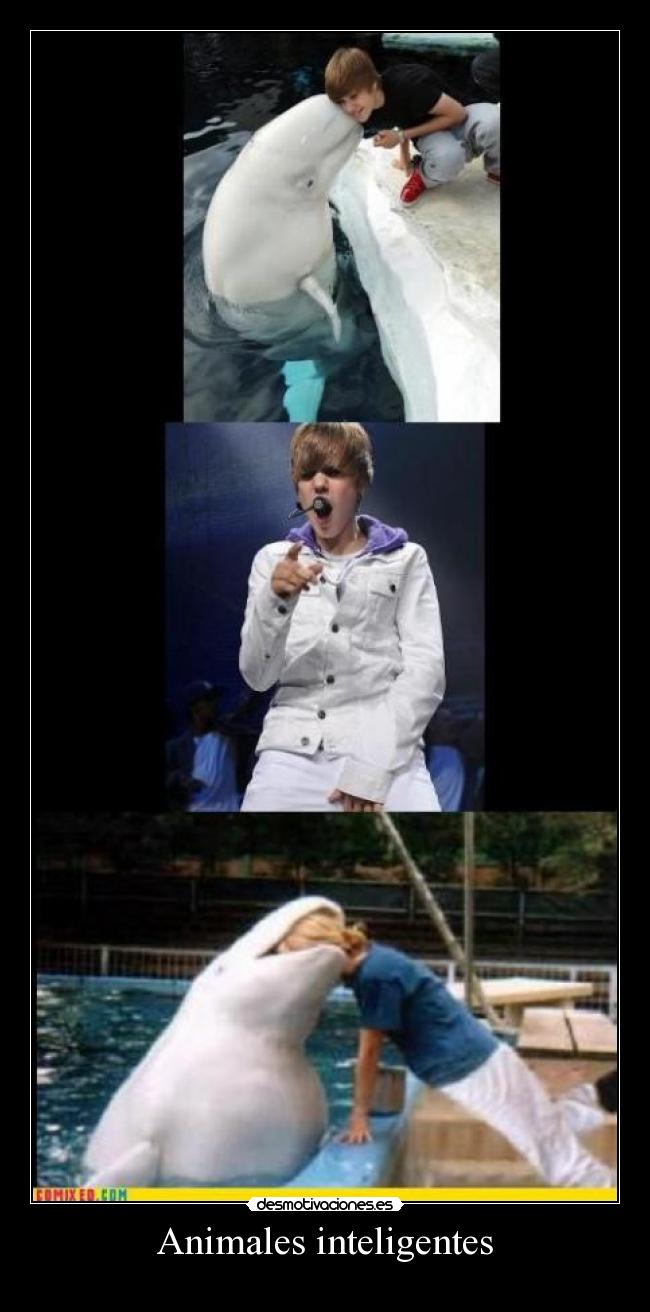 Animales inteligentes - 