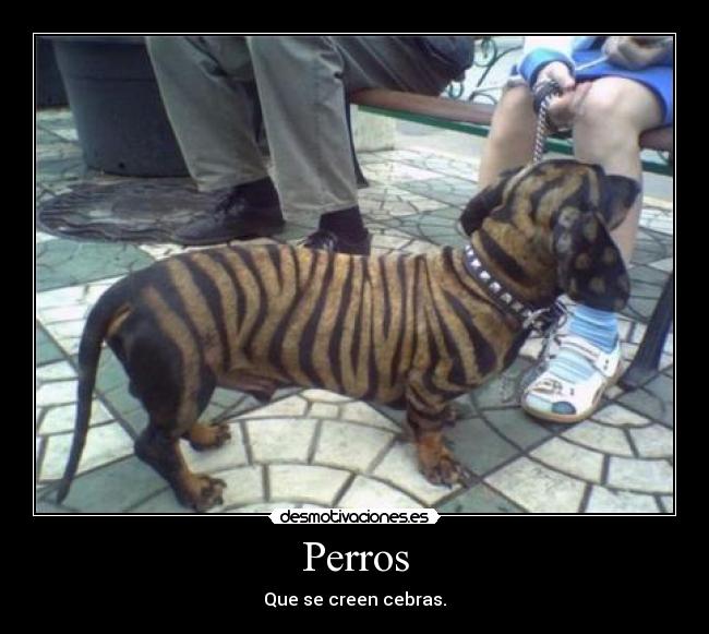 carteles perros desmotivaciones