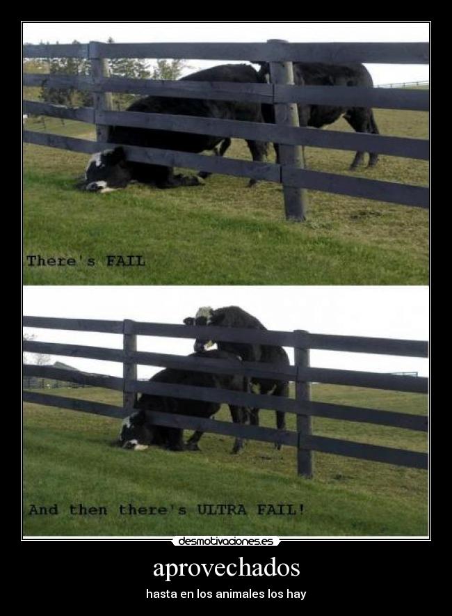 carteles animales vacas desmotivaciones