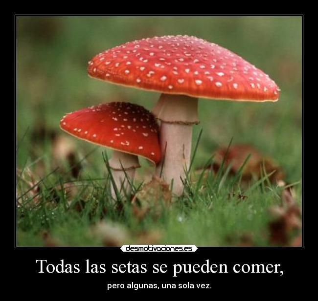 Todas las setas se pueden comer, -