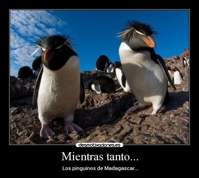 Mientras tanto... -  Los pinguinos de Madagascar...