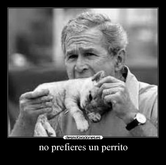 no prefieres un perrito -