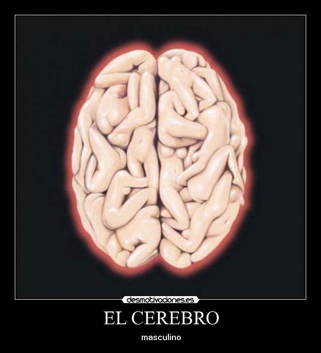 EL CEREBRO - 