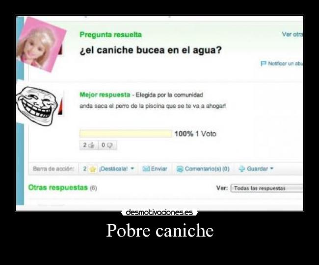 Pobre caniche -