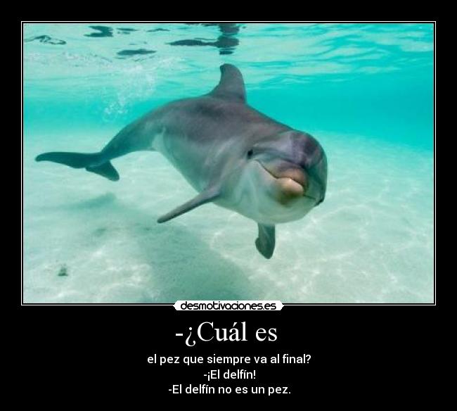 -¿Cuál es - el pez que siempre va al final?
-¡El delfín!
-El delfín no es un pez.