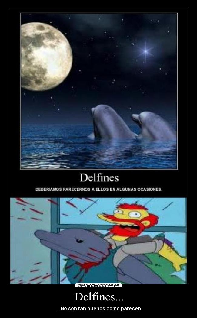 carteles delfines desmotivaciones