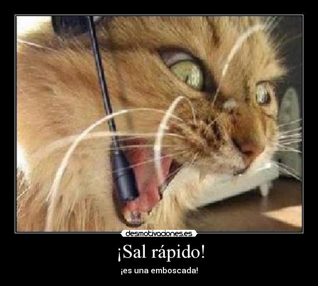¡Sal rápido! -