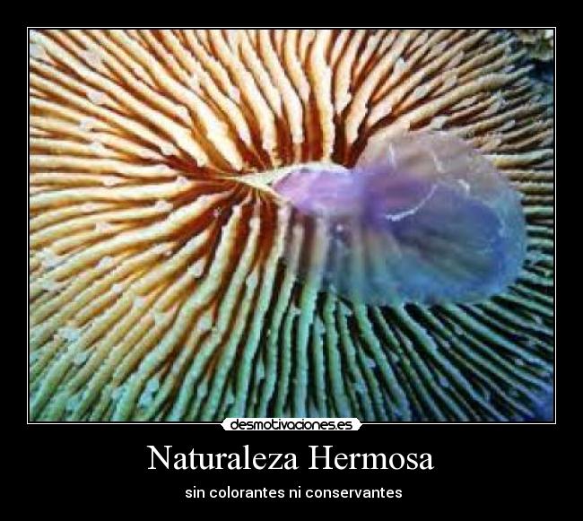 carteles naturaleza guille desmotivaciones