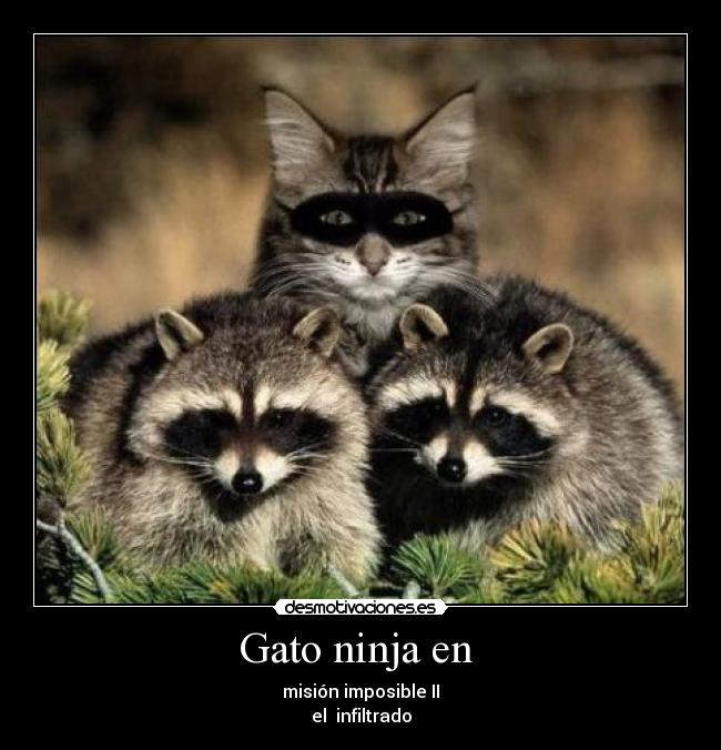 Gato ninja en  - 