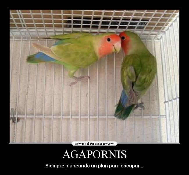 AGAPORNIS - 