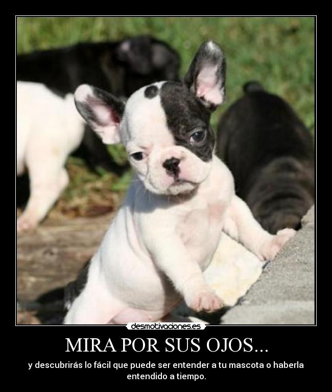 MIRA POR SUS OJOS... -