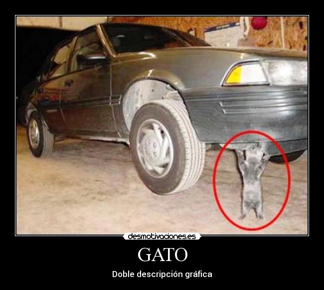 GATO -