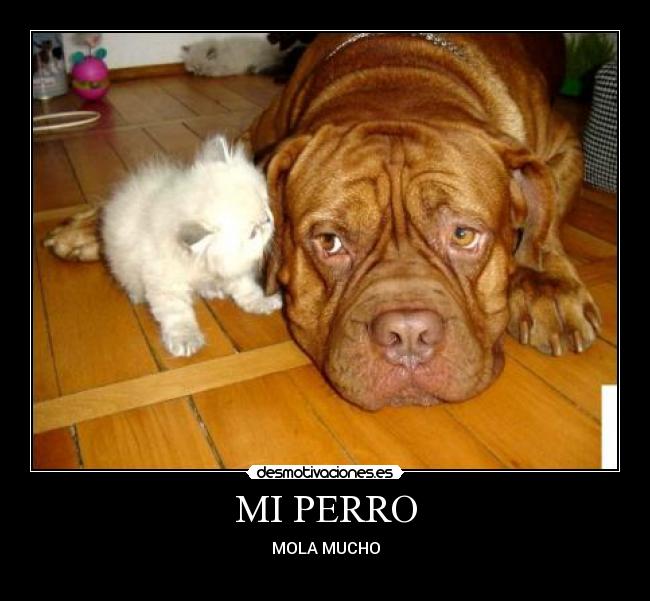 MI PERRO -