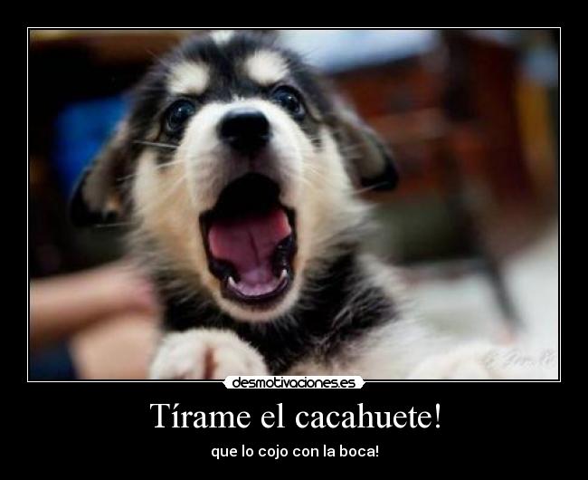 Tírame el cacahuete! - que lo cojo con la boca!