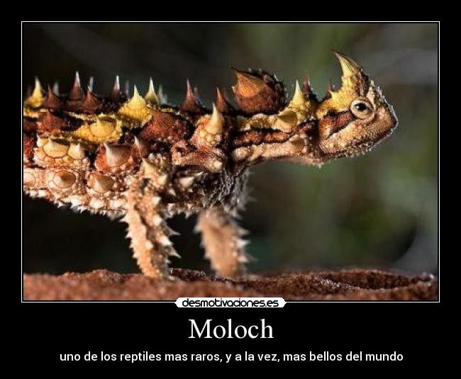 Moloch - uno de los reptiles mas raros, y a la vez, mas bellos del mundo