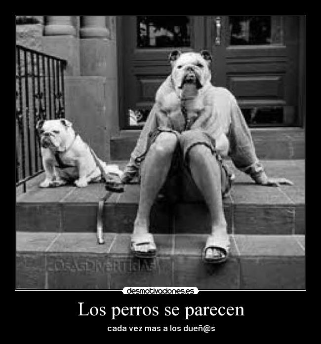 Los perros se parecen - 