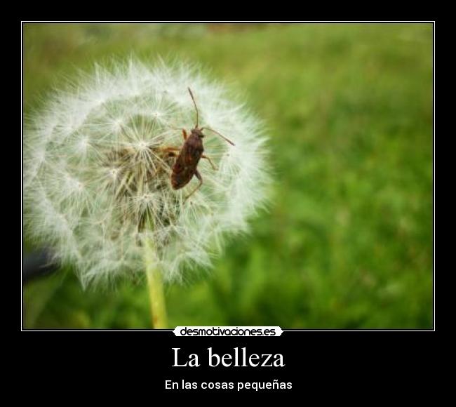 La belleza - 