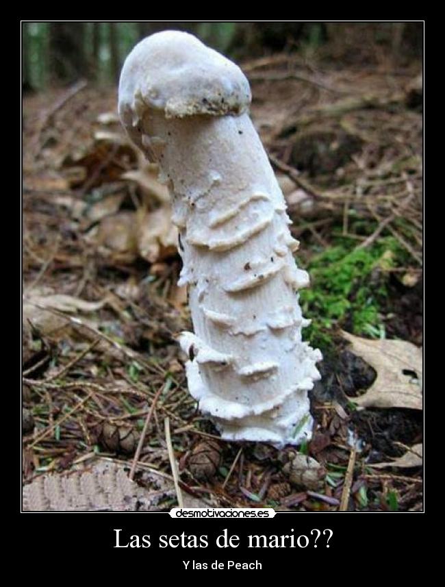 Las setas de mario?? -