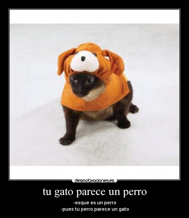 tu gato parece un perro -