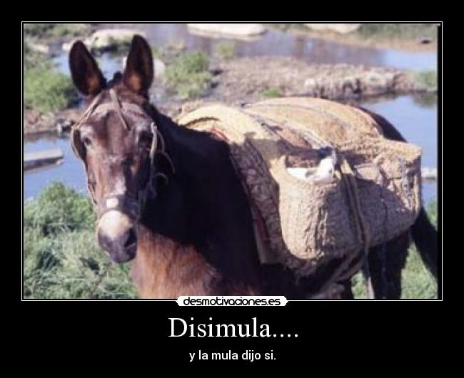 Disimula.... - 