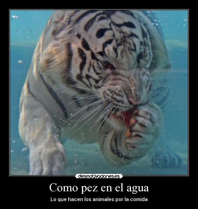 Como pez en el agua -