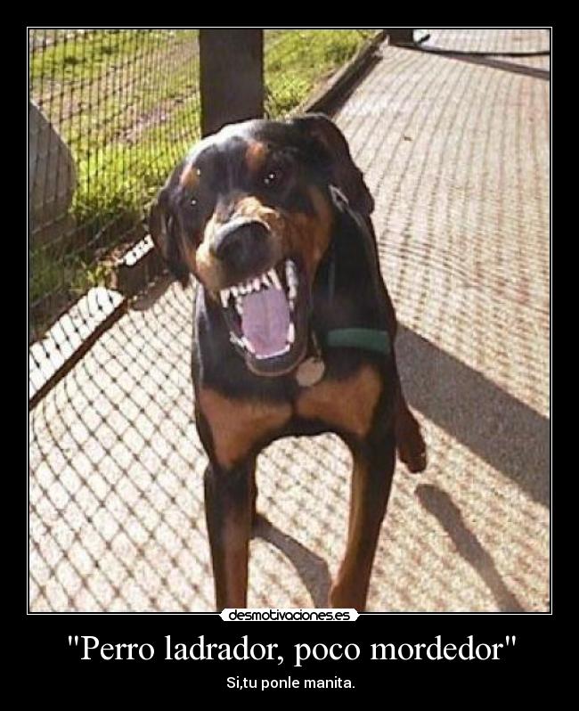 Perro ladrador, poco mordedor -
