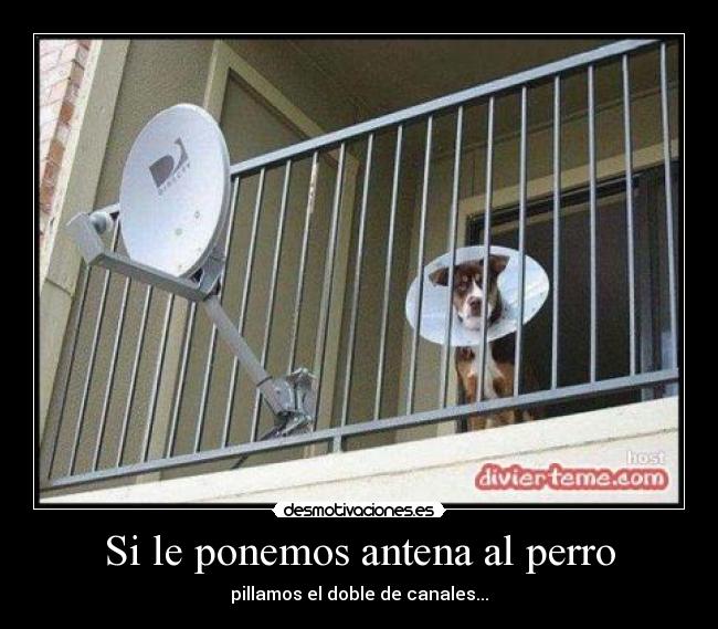 Si le ponemos antena al perro -