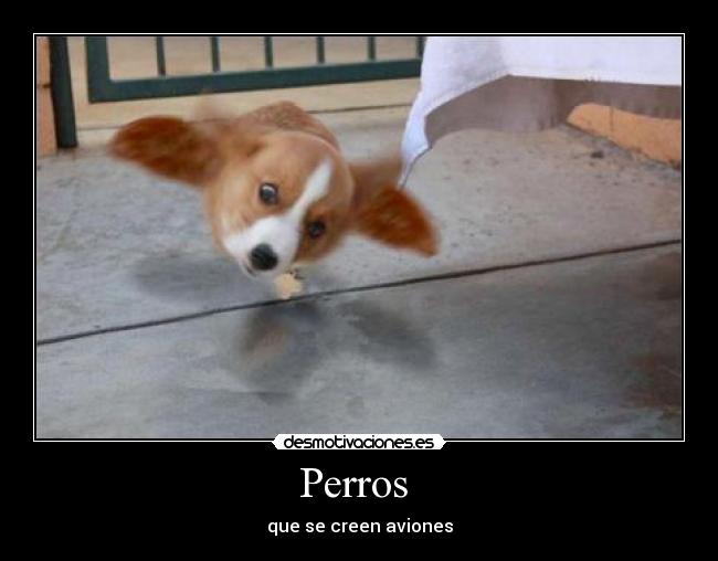 Perros  - que se creen aviones