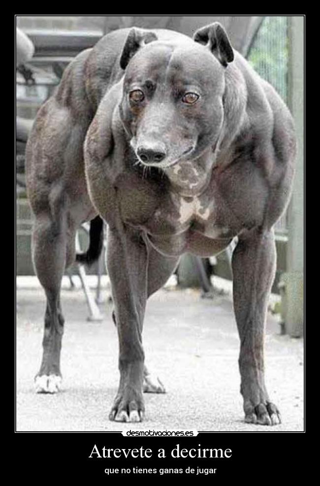 Atrevete a decirme - que no tienes ganas de jugar