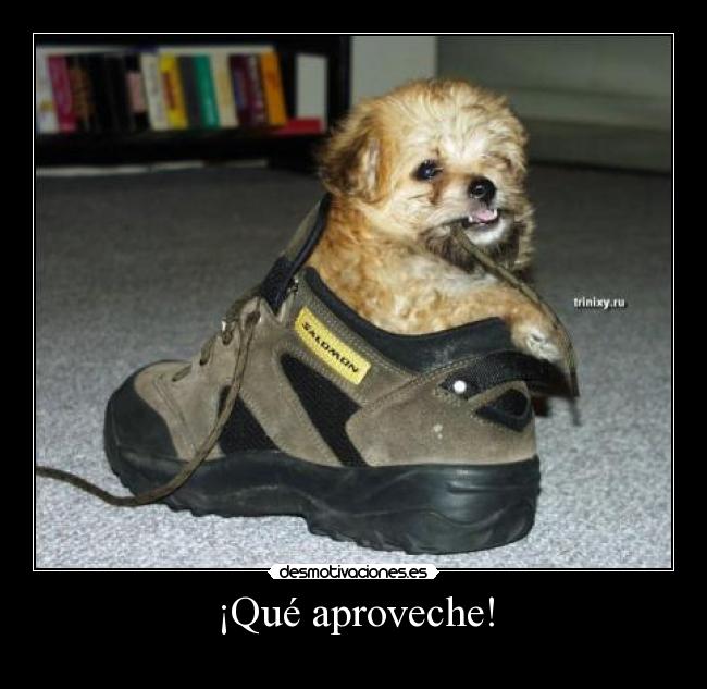 carteles comer zapatos perro animal desmotivaciones