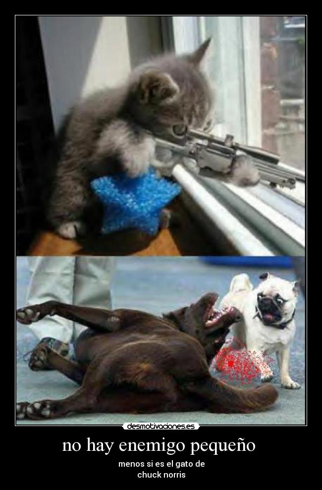 no hay enemigo pequeño - menos si es el gato de
chuck norris