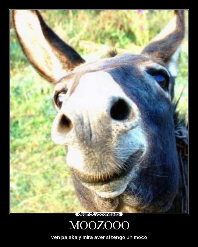 MOOZOOO -