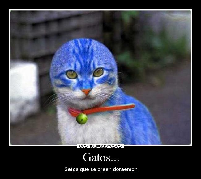 Gatos... - 