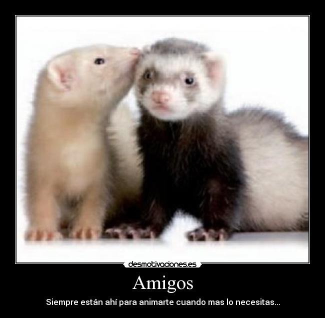 Amigos - 