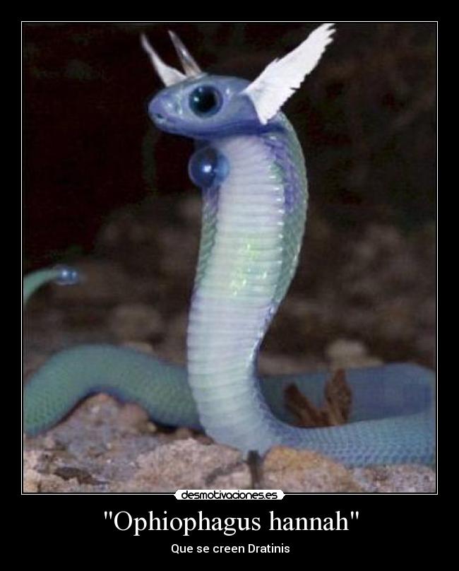Ophiophagus hannah -