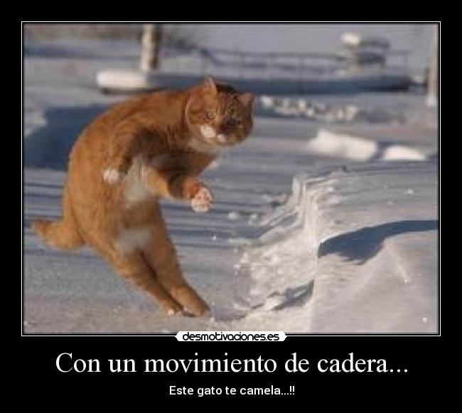 Con un movimiento de cadera... - Este gato te camela...!!