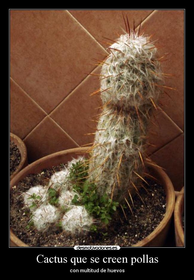 Cactus que se creen pollas - con multitud de huevos