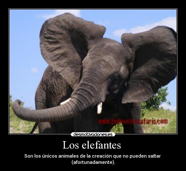Los elefantes - Son los únicos animales de la creación que no pueden saltar
(afortunadamente).
