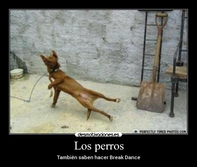 Los perros - También saben hacer Break Dance