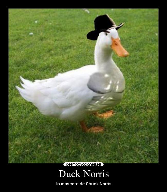 Duck Norris -
