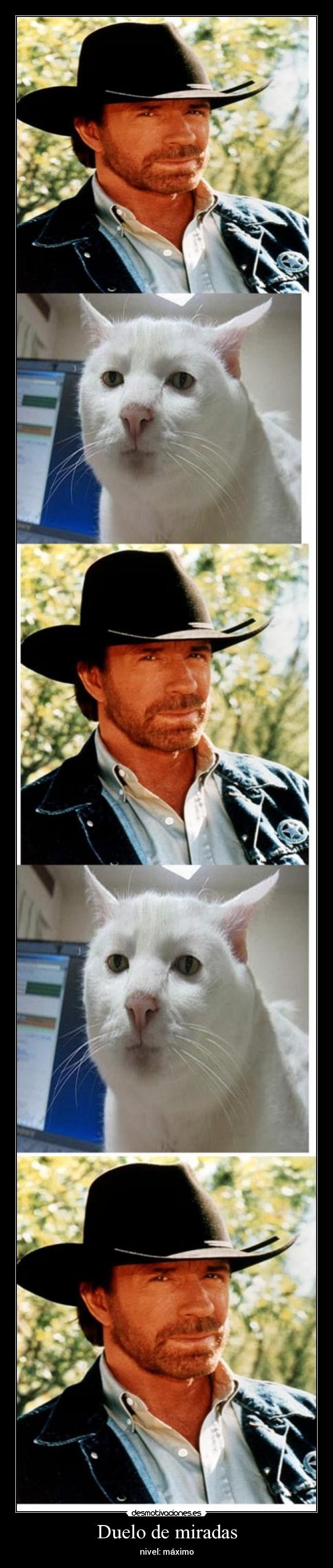 Duelo de miradas - 