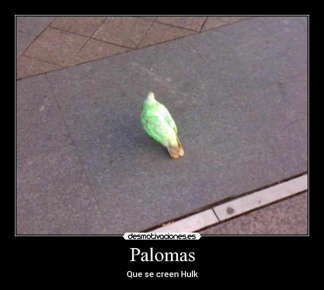 Palomas -