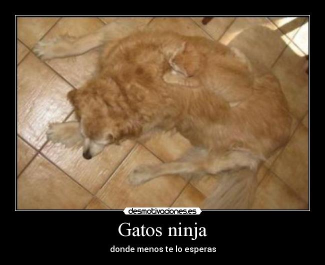 Gatos ninja -