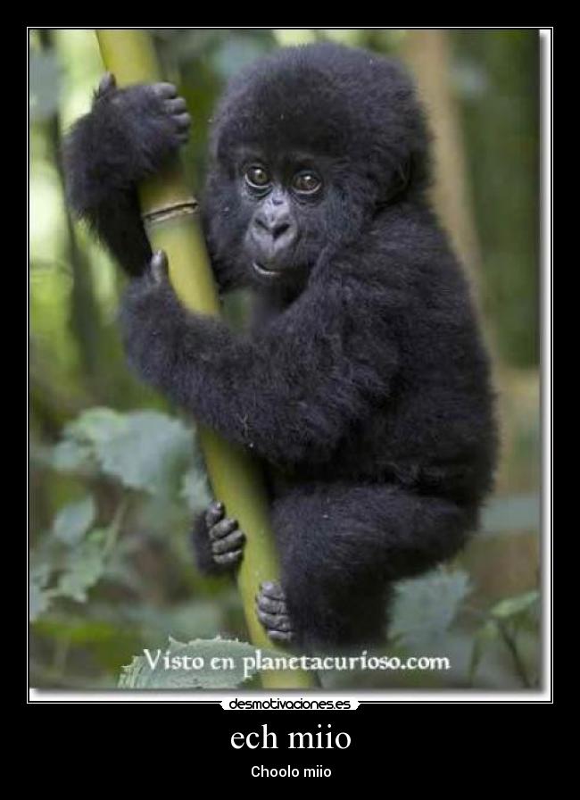 ech miio - Choolo miio