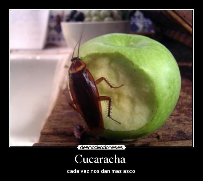 Cucaracha - cada vez nos dan mas asco