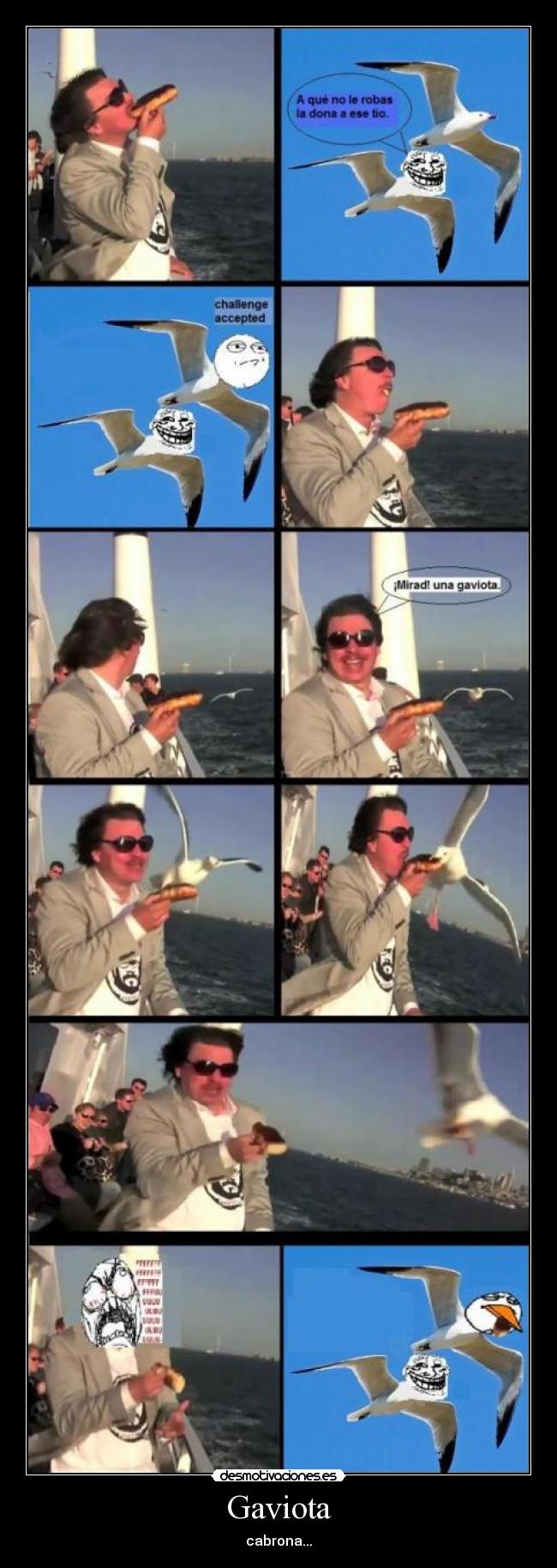 Gaviota - cabrona...
