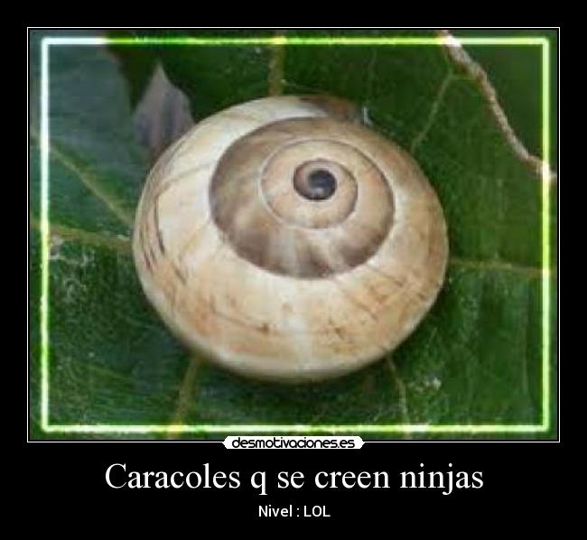 Caracoles q se creen ninjas - 