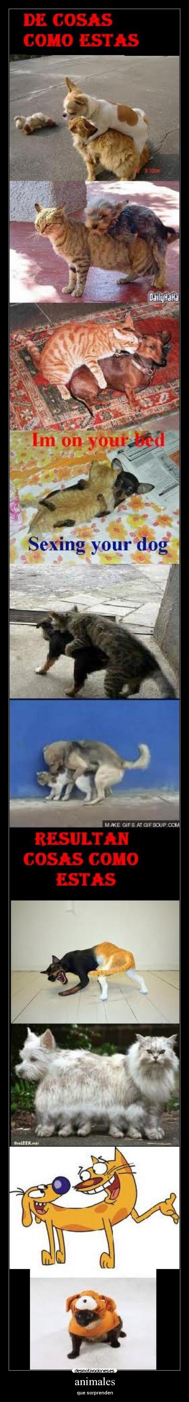 animales - que sorprenden