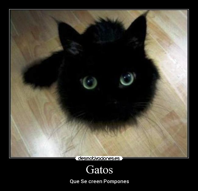 Gatos -